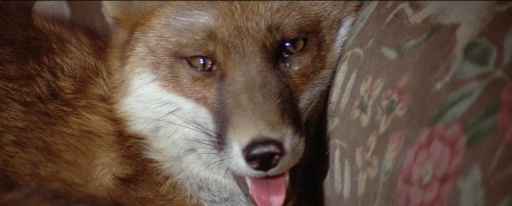 the.belstone.fox.1973.1080p.bluray.x264-spooks.mkv_20210402_092232.959.jpg