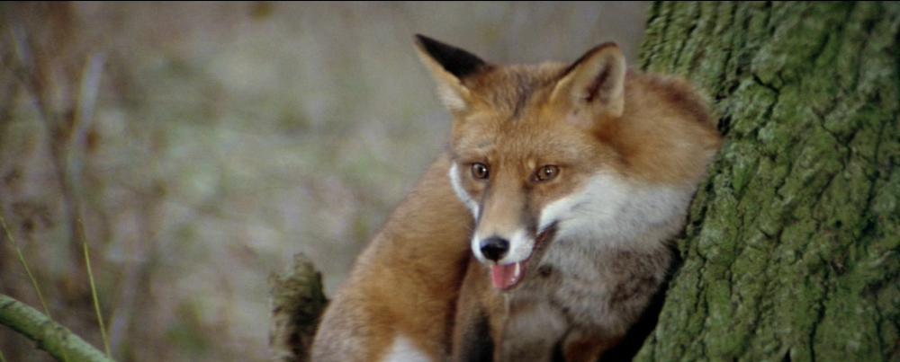 the.belstone.fox.1973.1080p.bluray.x264-spooks.mkv_20210402_092401.881.jpg