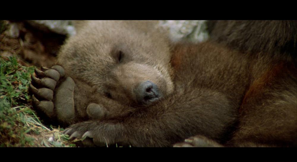 XDGSThe Bear 1988 BluRay REMUX 1080p VC-1 DTS-HD MA 5.1-CHD.mkv_20210407_091143.031.jpg