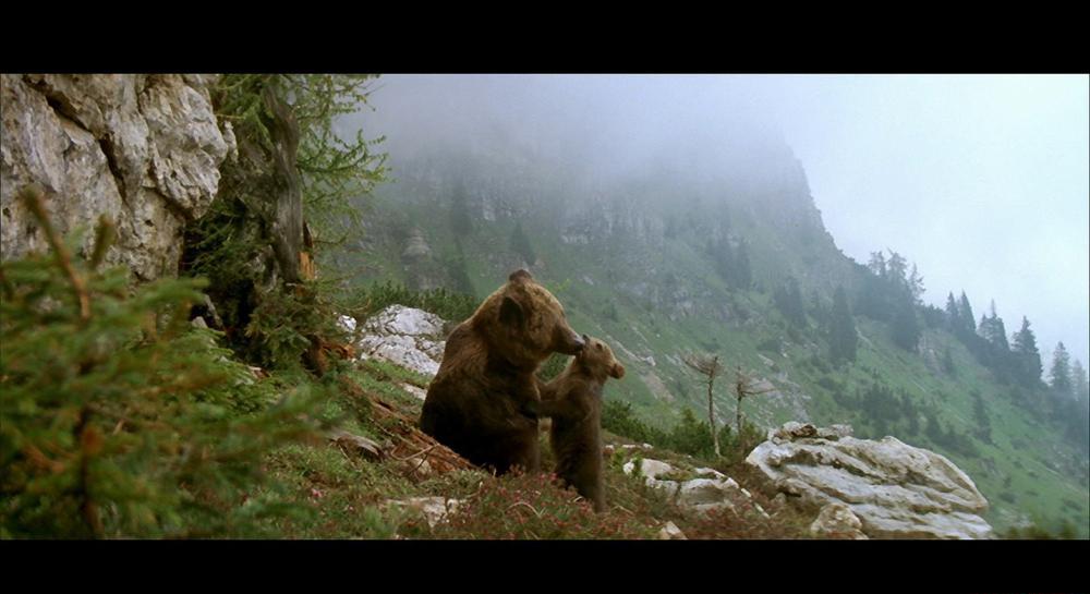 XDGSThe Bear 1988 BluRay REMUX 1080p VC-1 DTS-HD MA 5.1-CHD.mkv_20210407_091208.095.jpg