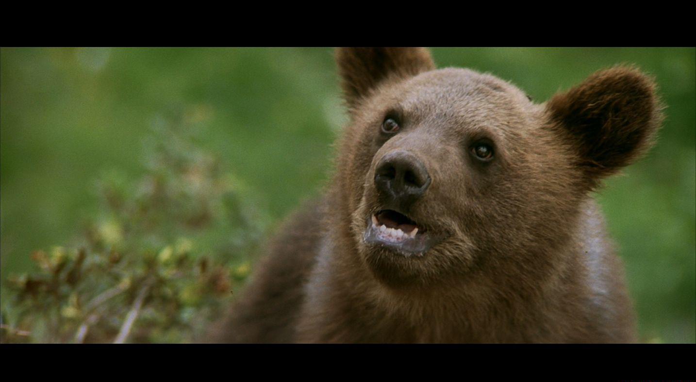 XDGSThe Bear 1988 BluRay REMUX 1080p VC-1 DTS-HD MA 5.1-CHD.mkv_20210407_091256.392.jpg