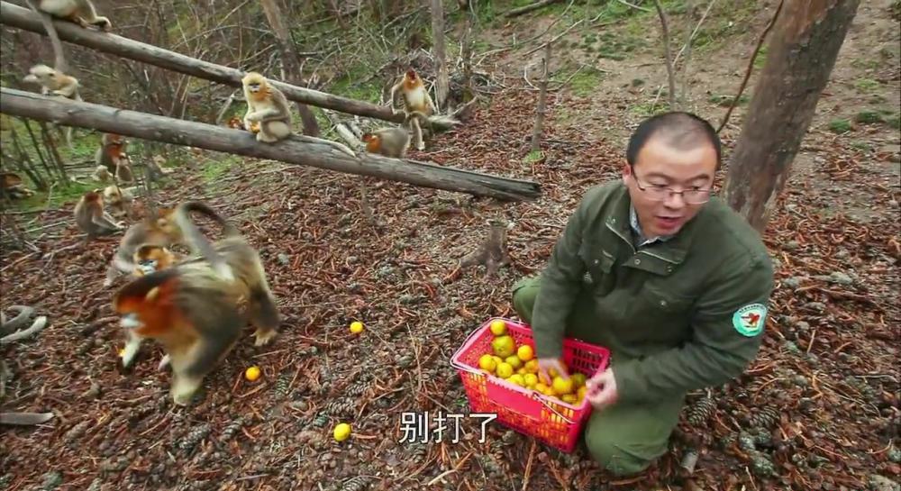01金丝猴.mp4_20210414_220535.822.jpg