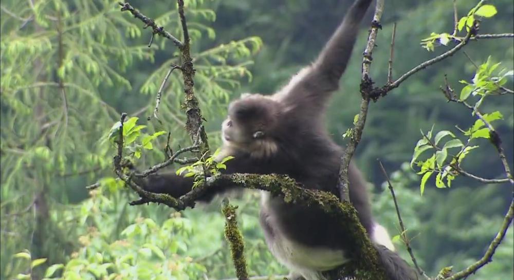 01金丝猴.mp4_20210414_220537.951.jpg