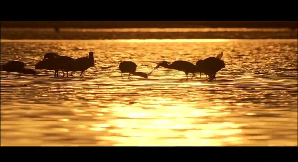 03琵鹭.mp4_20210414_220610.379.jpg