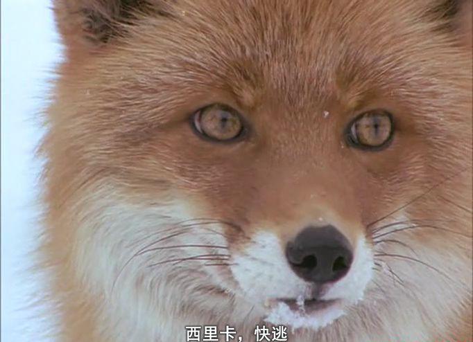 狐狸的故事（1978日本纪录片 国语中字）豆瓣评分8.7【旁白：毕克 解说：童自荣 刘广宁】★.m.jpg