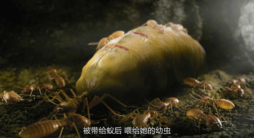 S-神奇的真菌.mp4_20210731_104655.809.jpg
