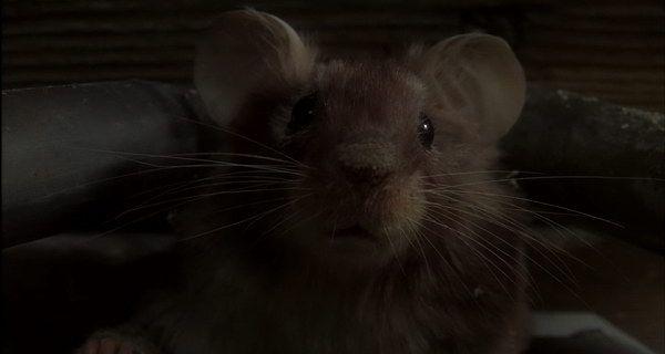 Mousehunt.mkv_20211106_194313.346.jpg
