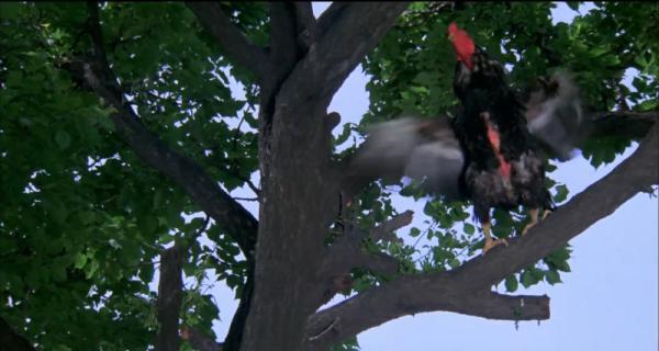 斗鸡.mp4_1638863014546.png