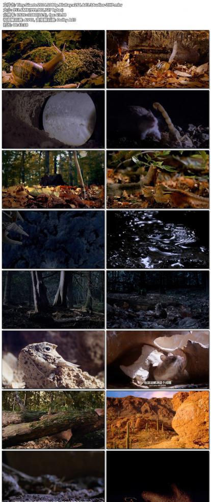 Tiny.Giants.2014.1080p.BluRay.x264.AC3.3Audios-ZHP.jpg