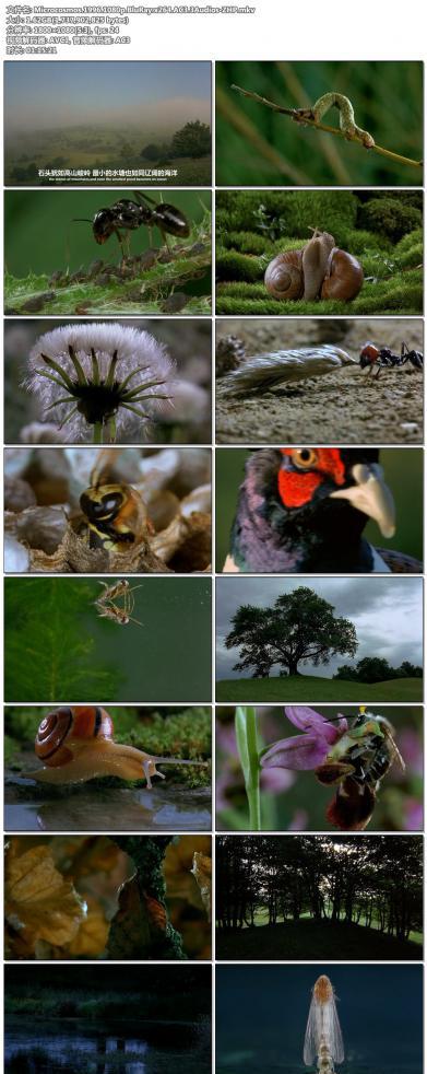 Microcosmos.1996.1080p.BluRay.x264.AC3.3Audios-ZHP.jpg