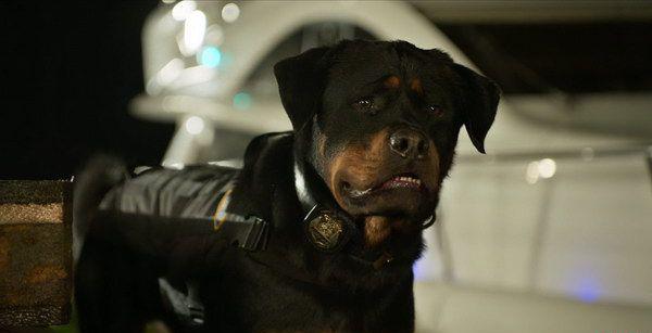 sph-showdogs.1080p.bluray.x264.mkv_20220713_184439.503.jpg